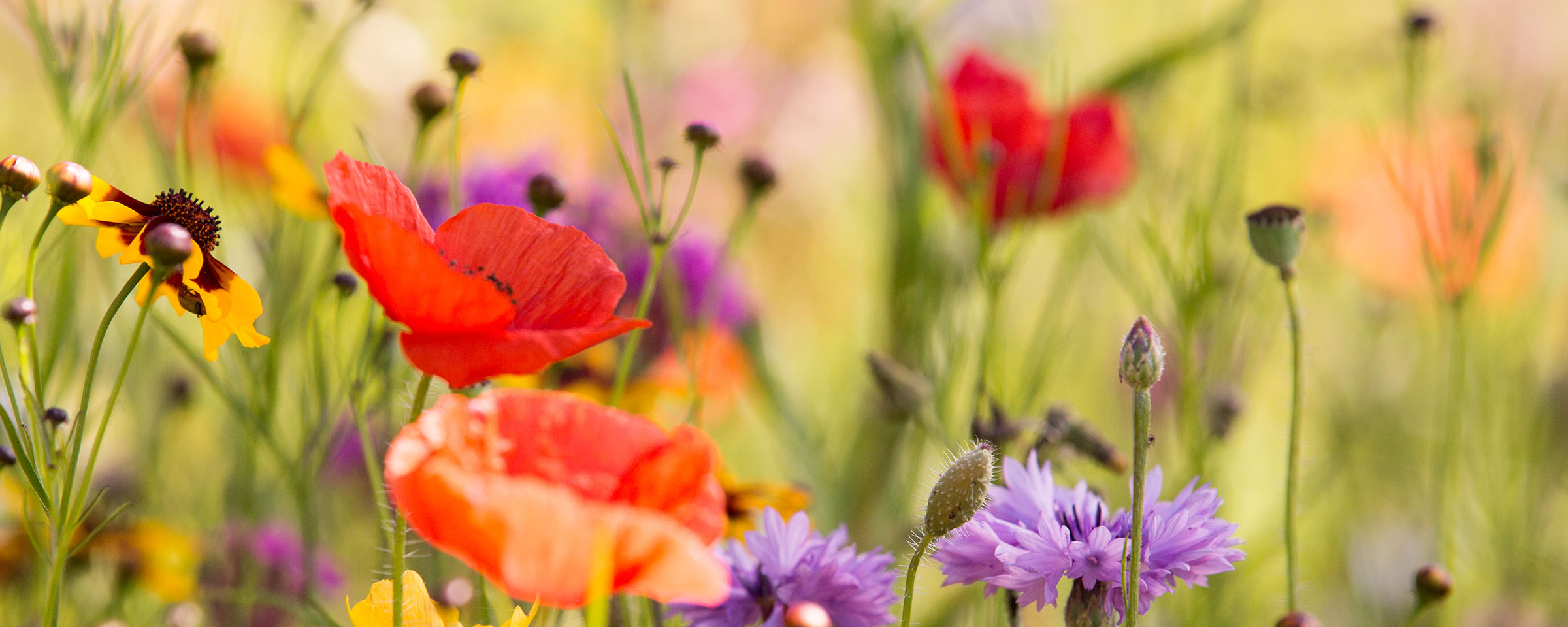 Sommerwiese mit Mohnblumen und Kornblumen